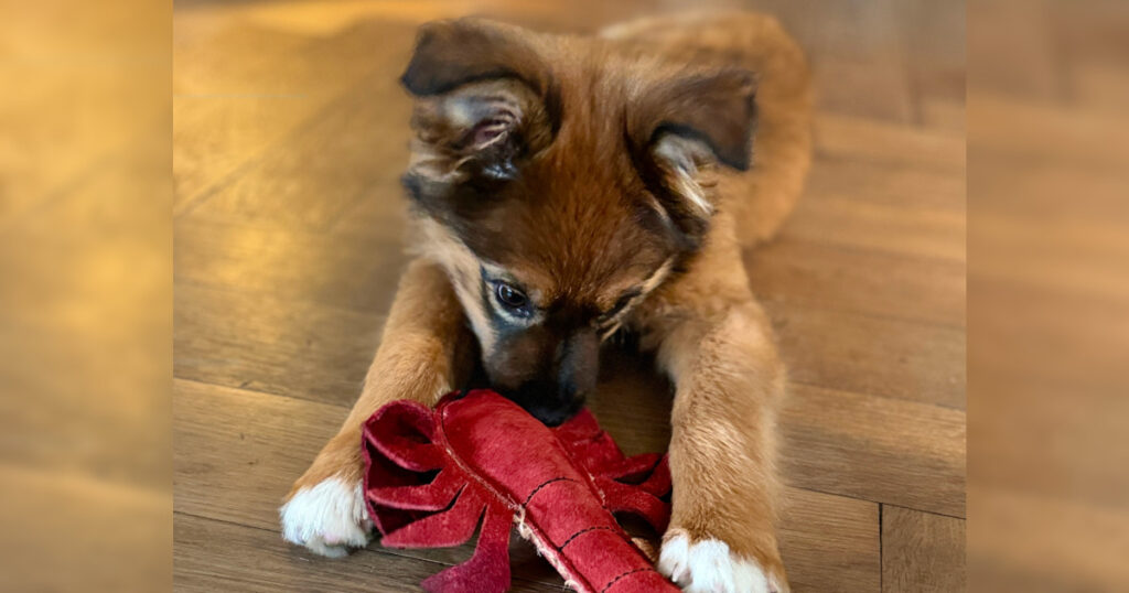 Gigi der Hundewelpe ist ein Harzerfuchs